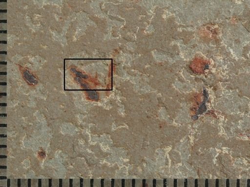 Hymenoptera?