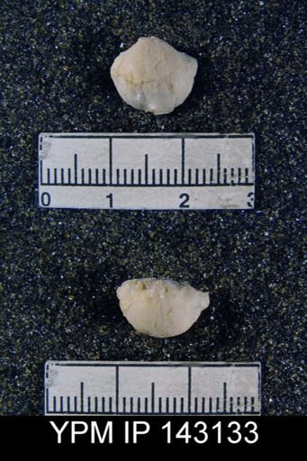 Chonetella nasuta