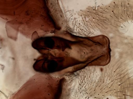 Araneae