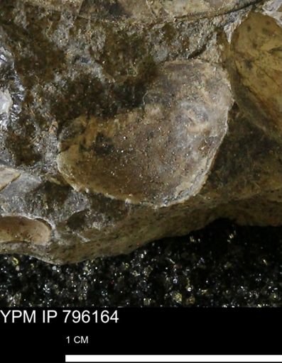 Spisula elliptica