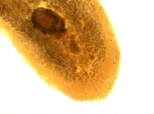 Stylochus ellipticus