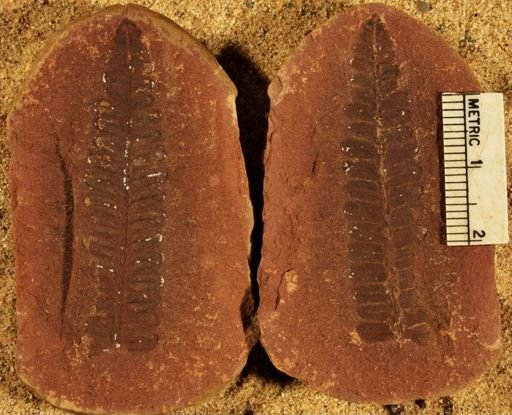 Pecopteris