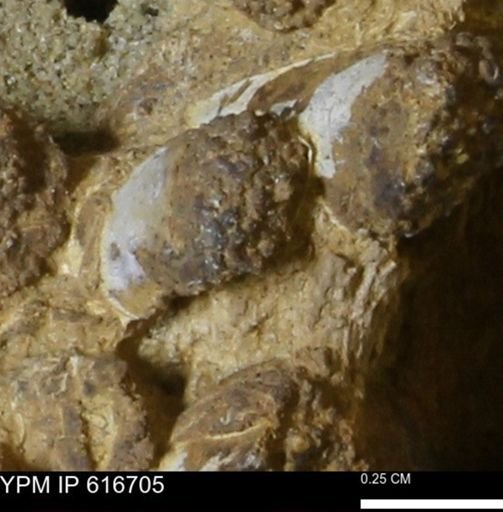Teredo sp.