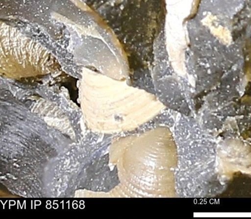 Limopsis striatopunctatus