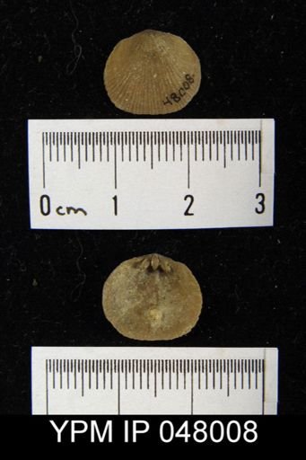 Mendacella cliftonensis