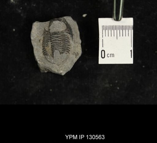 Proetus sp.