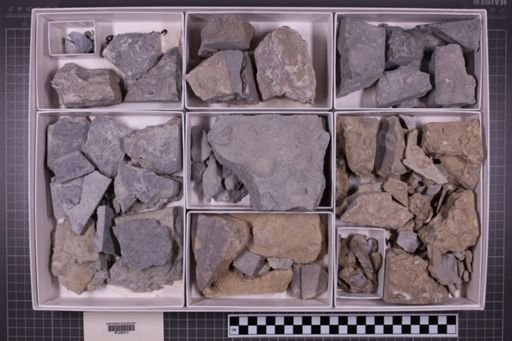 mixed taxa, stratigraphic collection