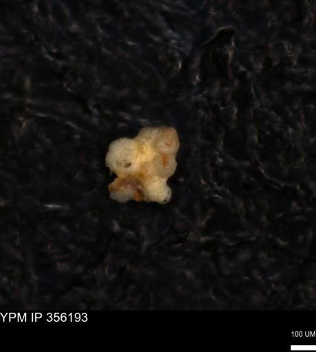 undet. Foraminiferida