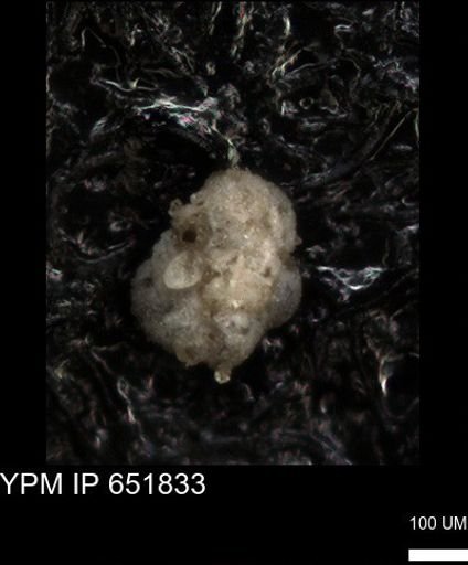 undet. Foraminiferida