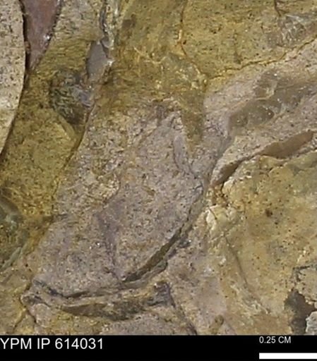 undet. Mollusca