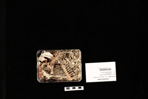 Holacanthus ciliaris