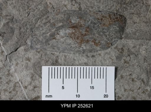 undet. Eurypterida