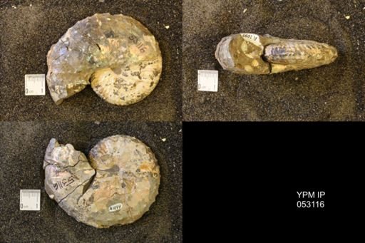 Discoscaphites conradi