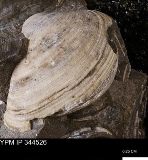 Limopsis striatopunctatus