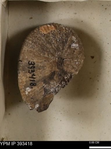 Scaphites sp.
