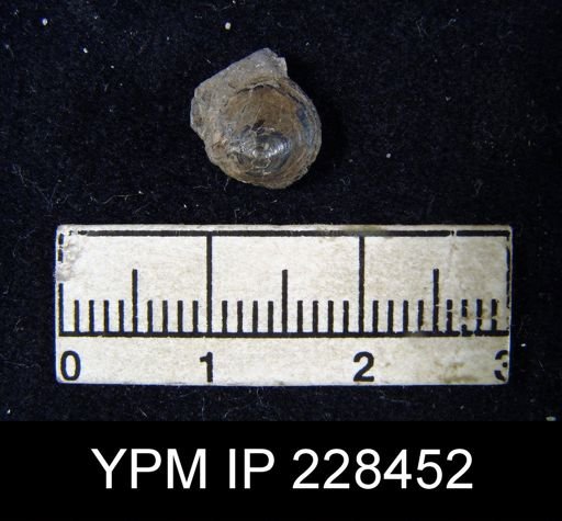 Orbiculoidea sp.