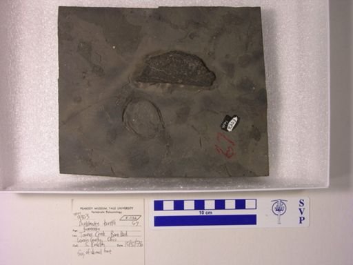 Dunkleosteus terrelli