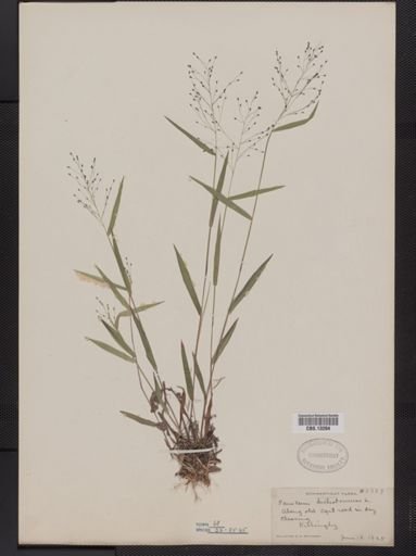 Panicum dichotomum