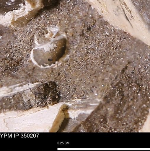undet. Gastropoda