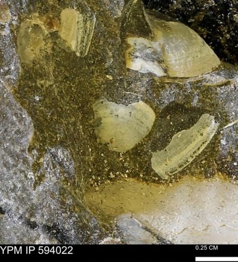 Limopsis striatopunctatus