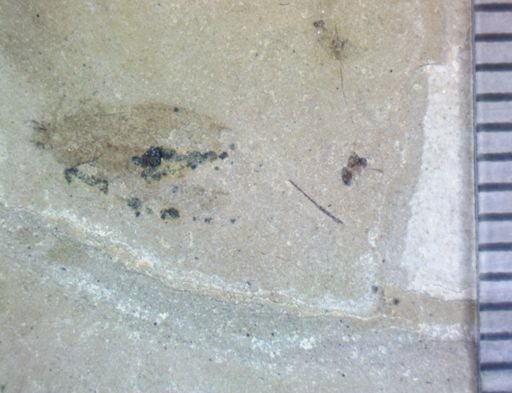 undet. Hexapoda