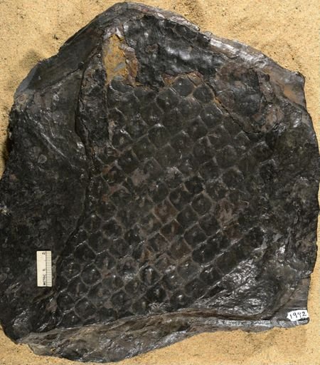 Lepidodendron sp.