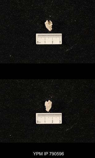 undet. Bryozoa