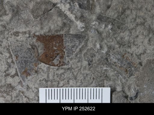 undet. Eurypterida
