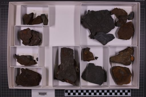 mixed taxa, stratigraphic collection