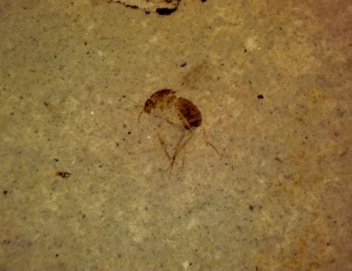undet. Diptera