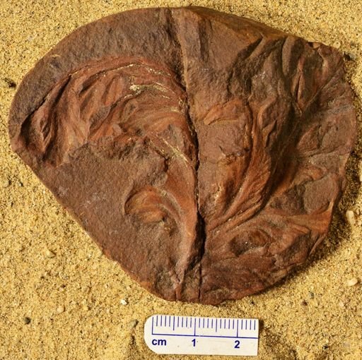 Aphlebia