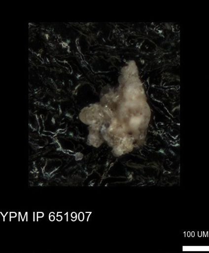 undet. Heterohelicidae