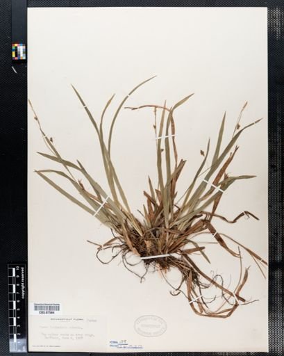 Carex laxiculmis
