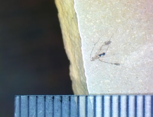 Plecoptera?