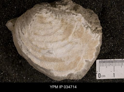 Inoceramus balticus