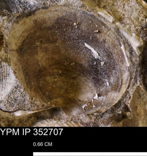 undet. Bivalvia