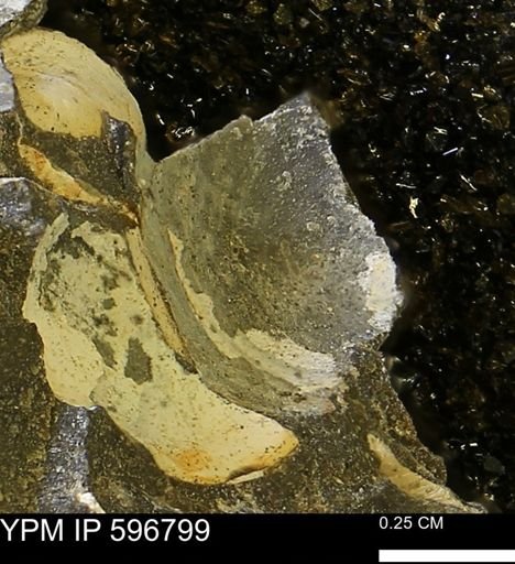 undet. Bivalvia