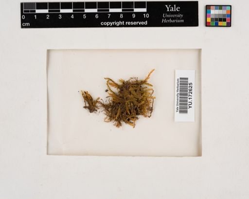 Plantae