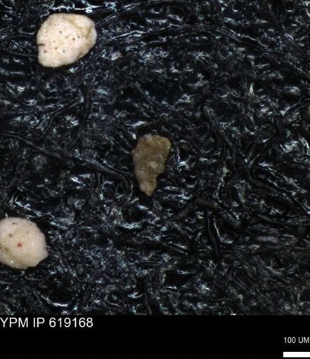 undet. Foraminiferida