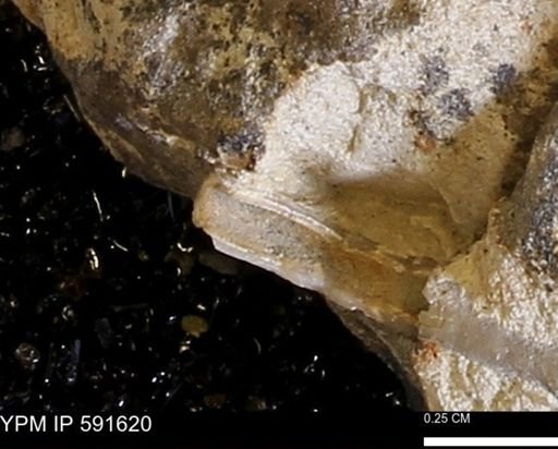 Serpulidae