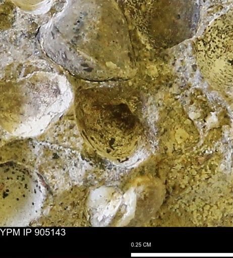Corbulamella?