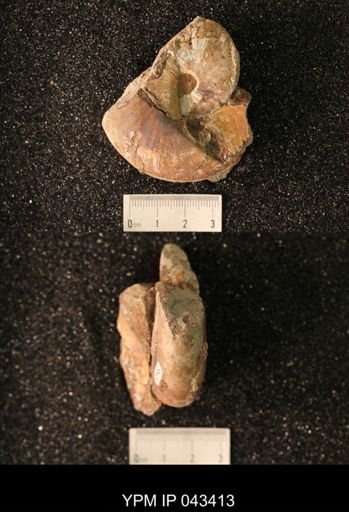 Hoploscaphites nicolletii