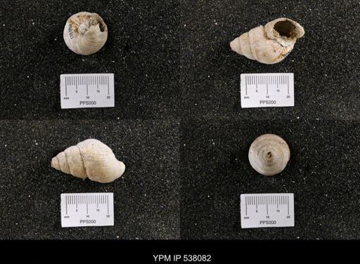 Campeloma nebrascensis