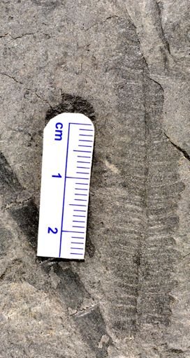 Pecopteris sp.