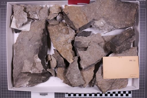 mixed taxa, stratigraphic collection