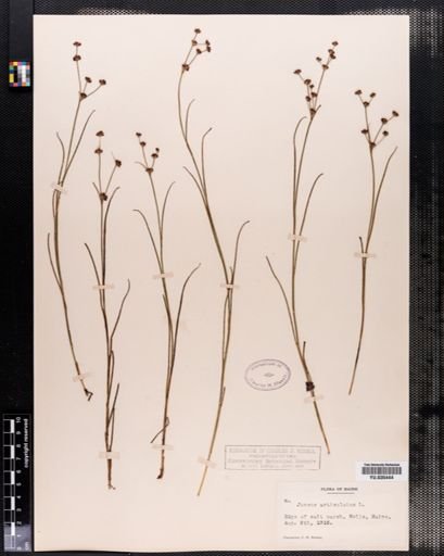 Juncus articulatus