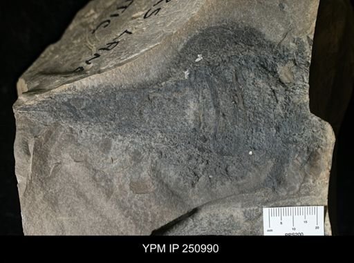 Eurypterus sp.