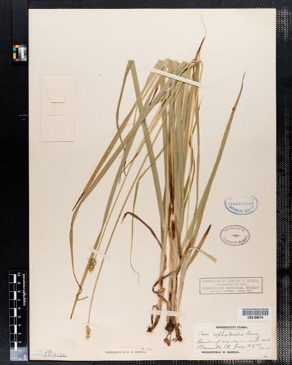 Carex cephaloidea