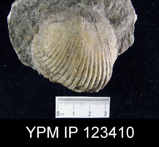 Plethorhyncha barrandi