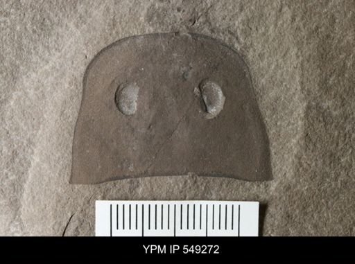 Eurypterus